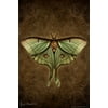 Laminated Steampunk Luna Moth by Brigid Ashwood Butterfly Wall Decor Insect Wall Art of Moths and Butterflies Illustrations Poster Dry Erase Sign 24x36