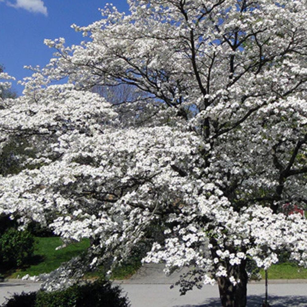 Expert Gardener 1.5-2 ft tall Appalachian Joy Dogwood Live Tree in 3-Gallon Grower Pot