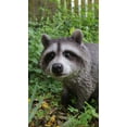 thumbnail image 2 of Hi-Line Gift 87988-B Raccoon Sitting Statue, 2 of 7