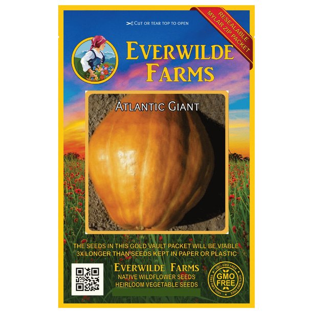 Everwilde Farms 10 Atlantic Giant Pumpkin Seeds Gold Vault Jumbo