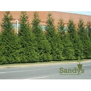 Thuja Green Giant Arborvitae Tree, Lot of 12, Quart Pot