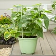thumbnail image 4 of Expert Gardener 2.25gal Green Bean Live Edible Plant Decorative Pot Sun, 4 of 6