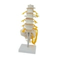 thumbnail image 4 of figatia Human Spine Model 31 cm Spine Display Stand for Education Tool Science Study, 4 of 9
