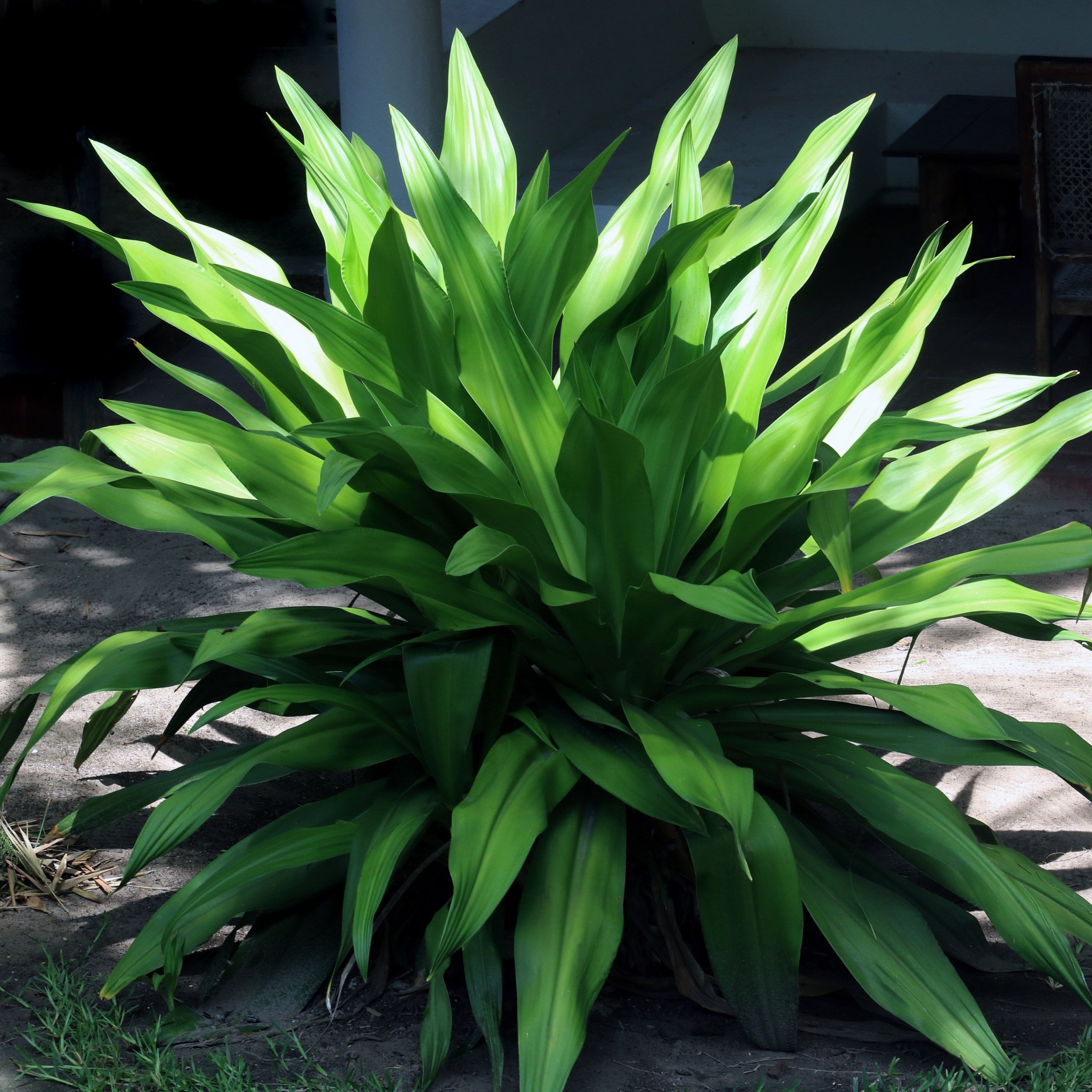 National Plant Network Aspadistra Cast Iron Live Plant in a 1 Gallon Grower Container