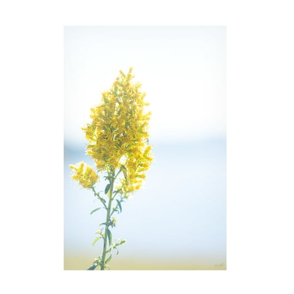 Canvas Wall Art - Life BeautifuLEE 'Tiny Yellow Boquets 4' Wall Art for Living Room, Bedroom, or Office Décor by Trademark Fine Art - 12 x 19 Inches