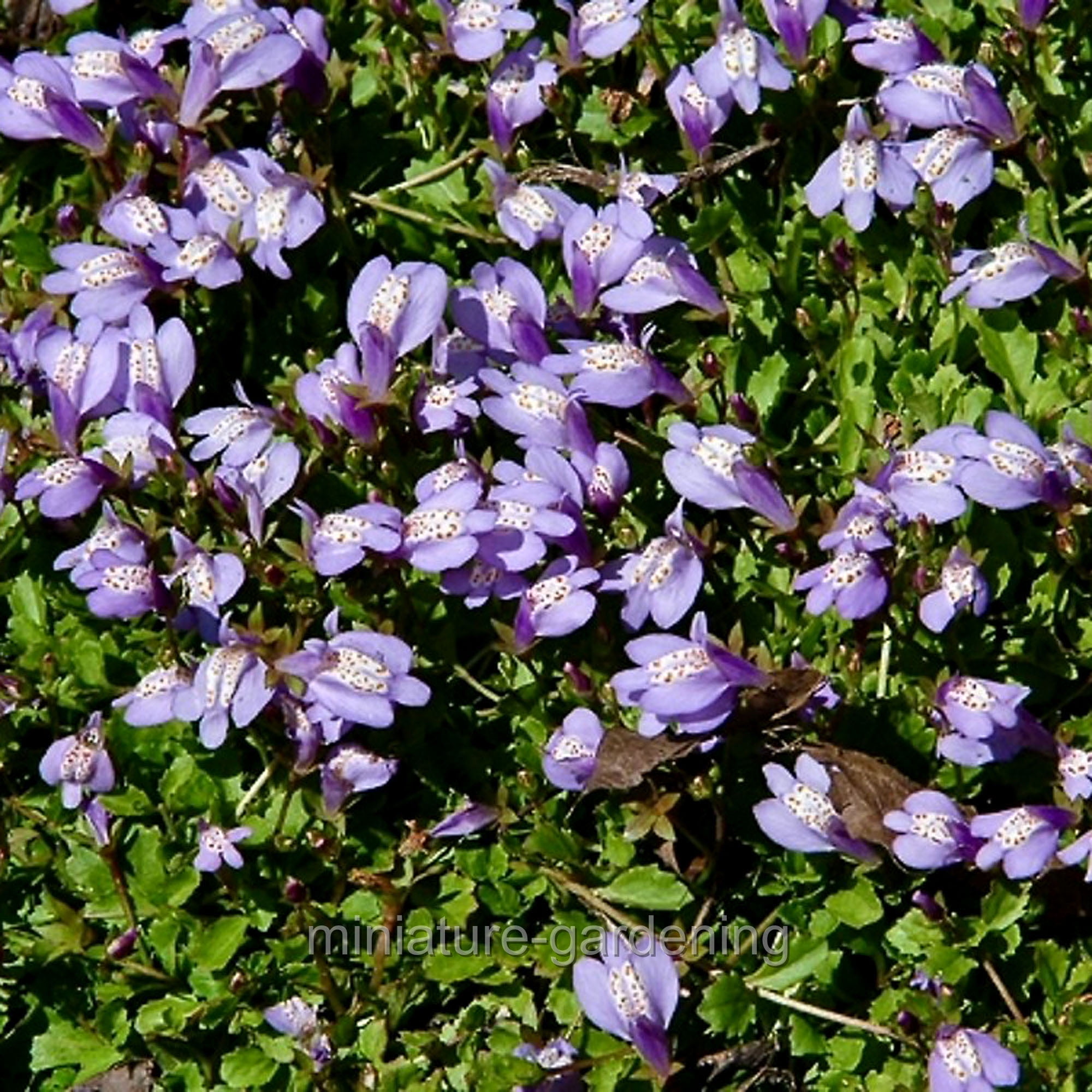 Mazus reptans, Purple, Creeping Mazus, Ground Cover