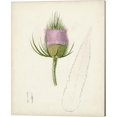 thumbnail image 3 of Great Art Now Watercolor Botanical Sketches by Unknown 3 Piece Canvas Art Set Each 12"W x 15"H, 3 of 4