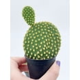 thumbnail image 3 of Bubbleblooms Bunny Ear Prickly Pear Cactus Opuntia microdasys, Bunny Ears Cactus 4-inch Pot, 3 of 5