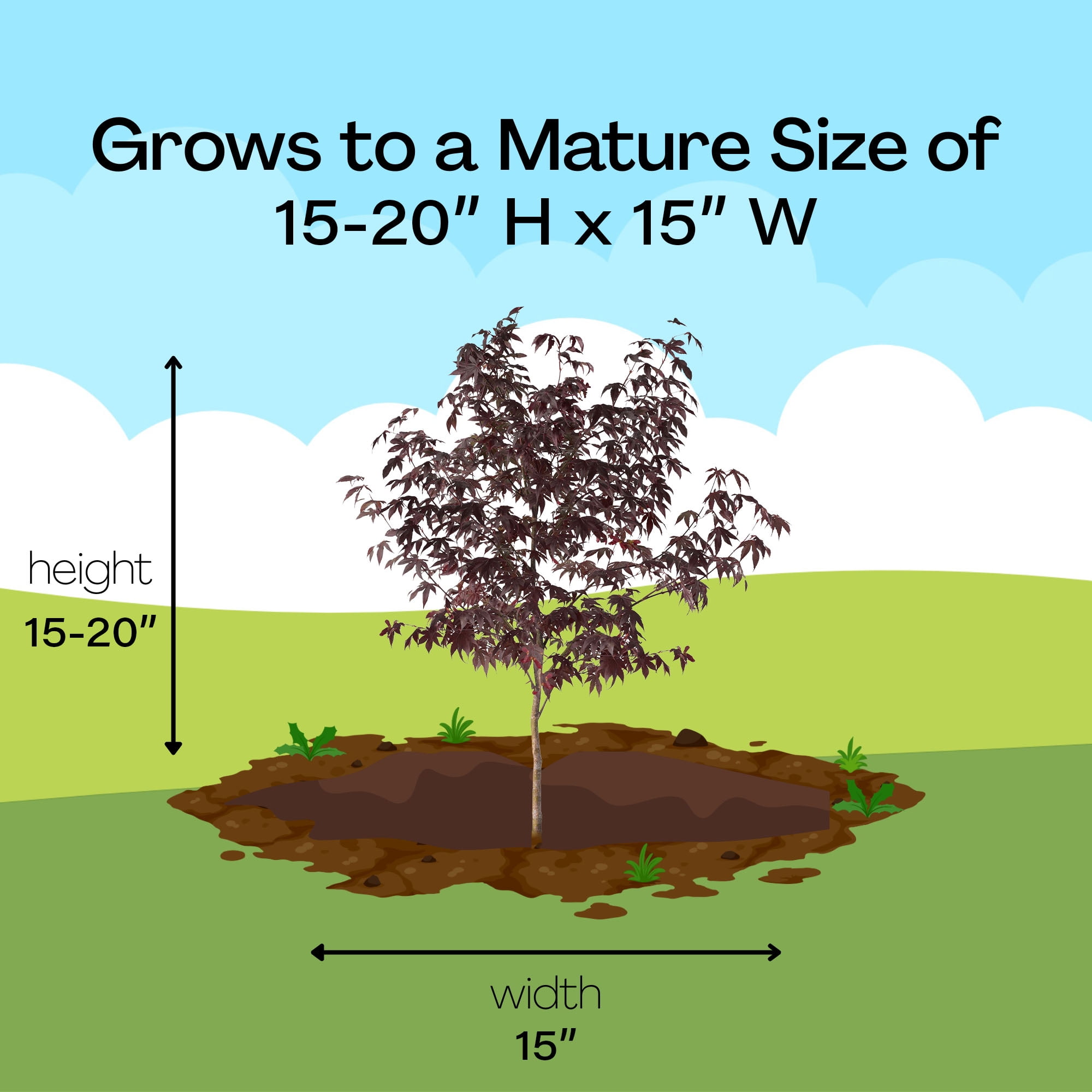 Expert Gardener 3 Gallon Bloodgood Japanese Maple