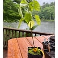 thumbnail image 3 of Catalpa Tree Live Plant 12-18" Tall in Quart Pot - Flowering Plant - Ornamental Tree for Outdoor Garden, 3 of 5