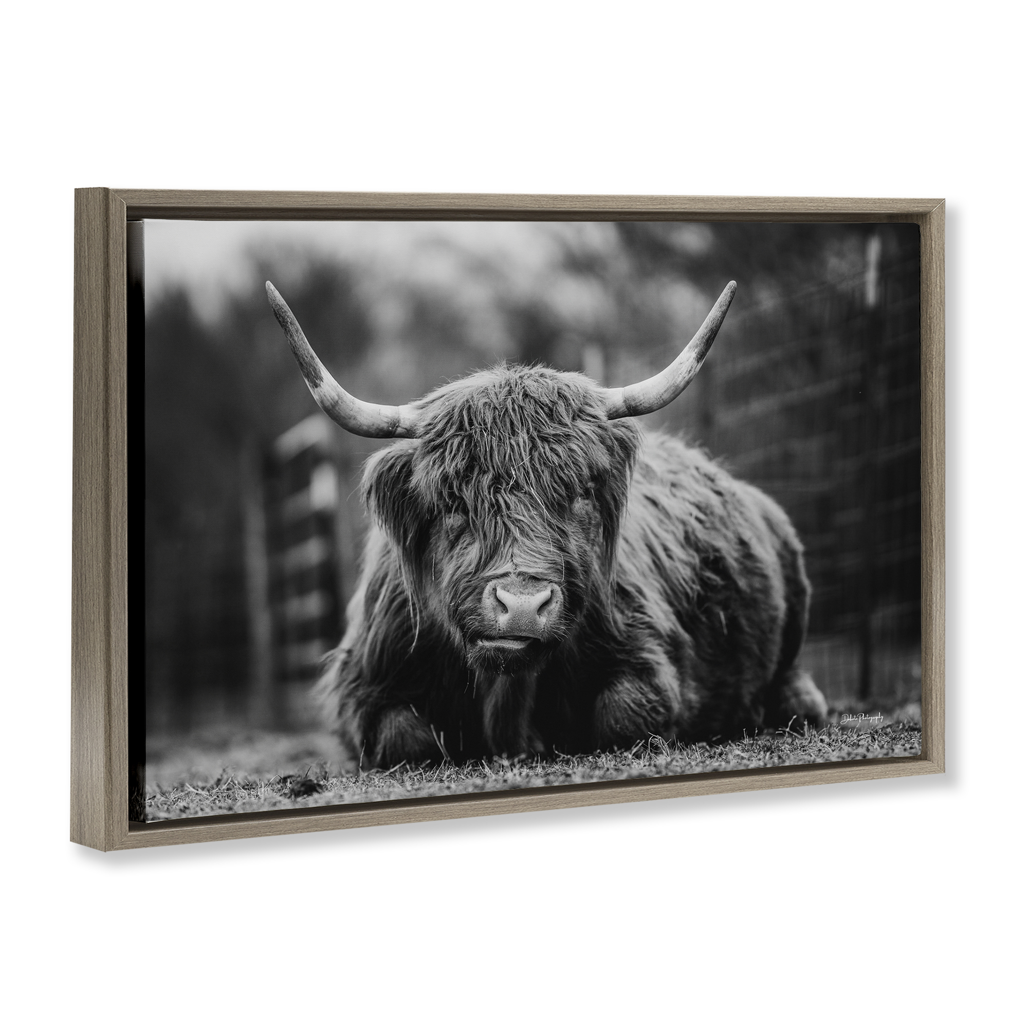 Stupell Industries Cattle Laying in Grass Animals & Insects Photography Brown Floater Framed Canvas Art Print Wall Art, 31 x 21