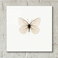 thumbnail image 4 of Epic Art 'White Butterfly' by Photoinc Studio, Acrylic Glass Wall Art, 12"x12", 4 of 9