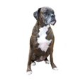 thumbnail image 2 of CafePress - Boxer (Brindle2) Mug - 11 oz Ceramic Mug - Novelty Coffee Tea Cup, 2 of 4