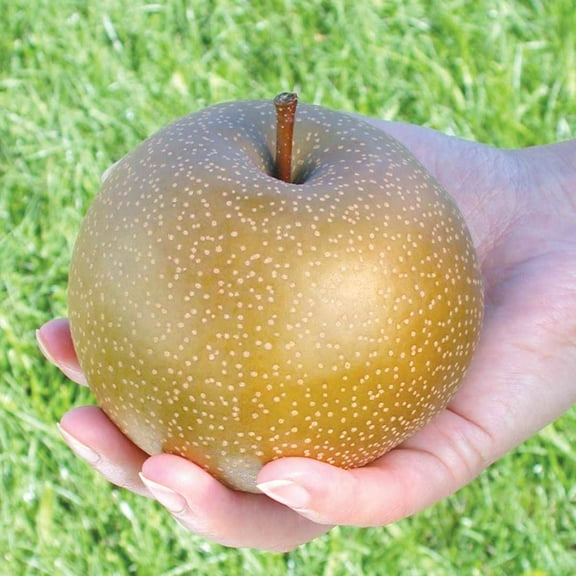 Olympic Giant Asian Pear Standard Dormant Bare Root Starter Fruit Tree (1-Pack)