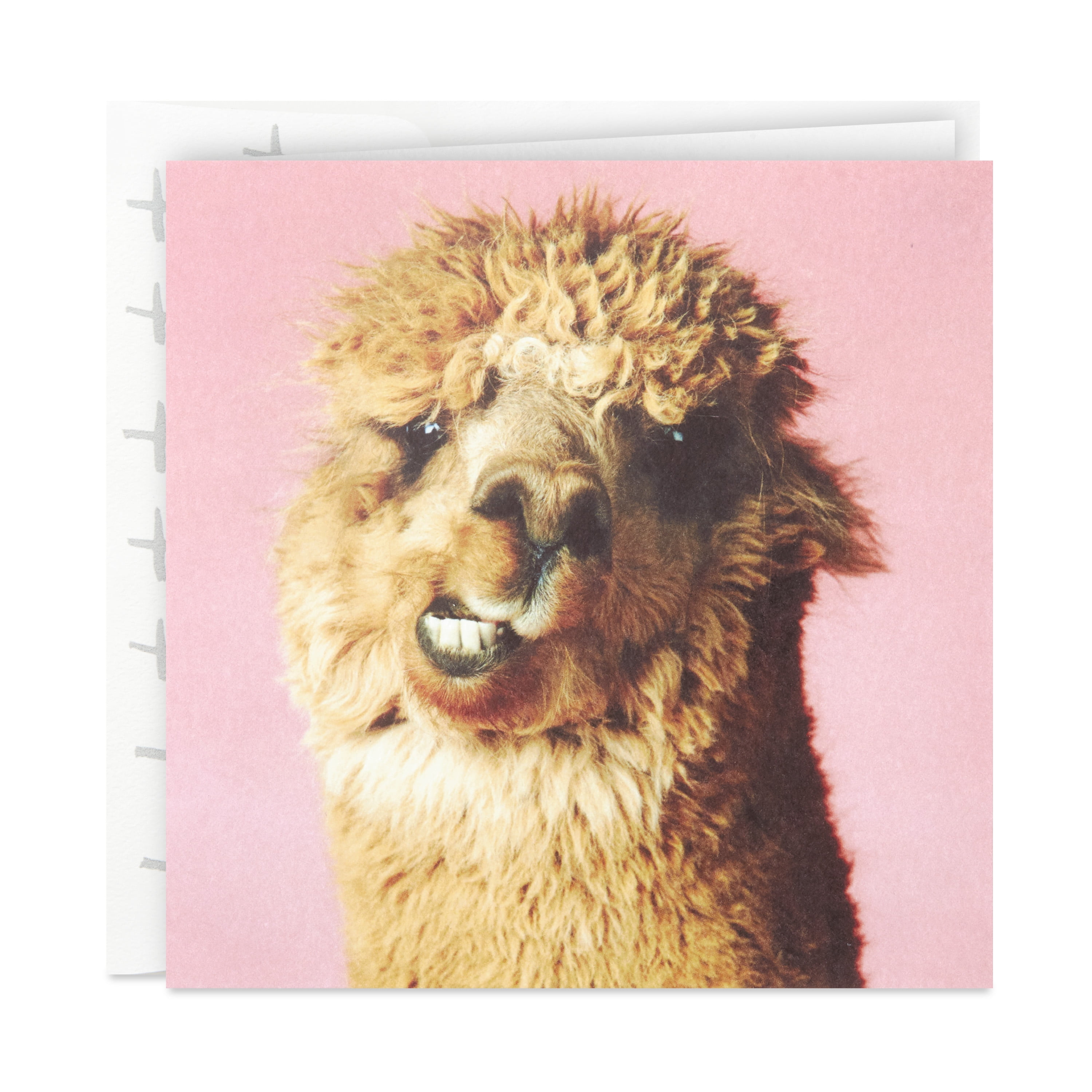 Hallmark Studio Ink Birthday Greeting Card Alpaca