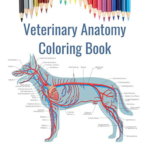 Veterinary Anatomy Coloring Book: Veterinary School Gift | Animal Anatomy  Coloring Book | Dog, Cat, Horse, Bird and more. Paperback - USED - VERY  GOOD Condition 