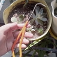 thumbnail image 1 of SEWACC Hand Cultivator Garden Tool Ergonomic Handle Stainless Steel Weed Removal 1Pcs, 1 of 8