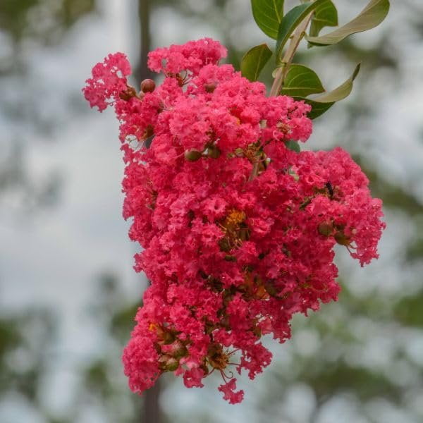 Crape Myrtle Dynamite Red  3 Live Plants  Vivid Red Blooms & Hardy Growth, Live Plant, Ornamental Shrub for Striking Garden Display