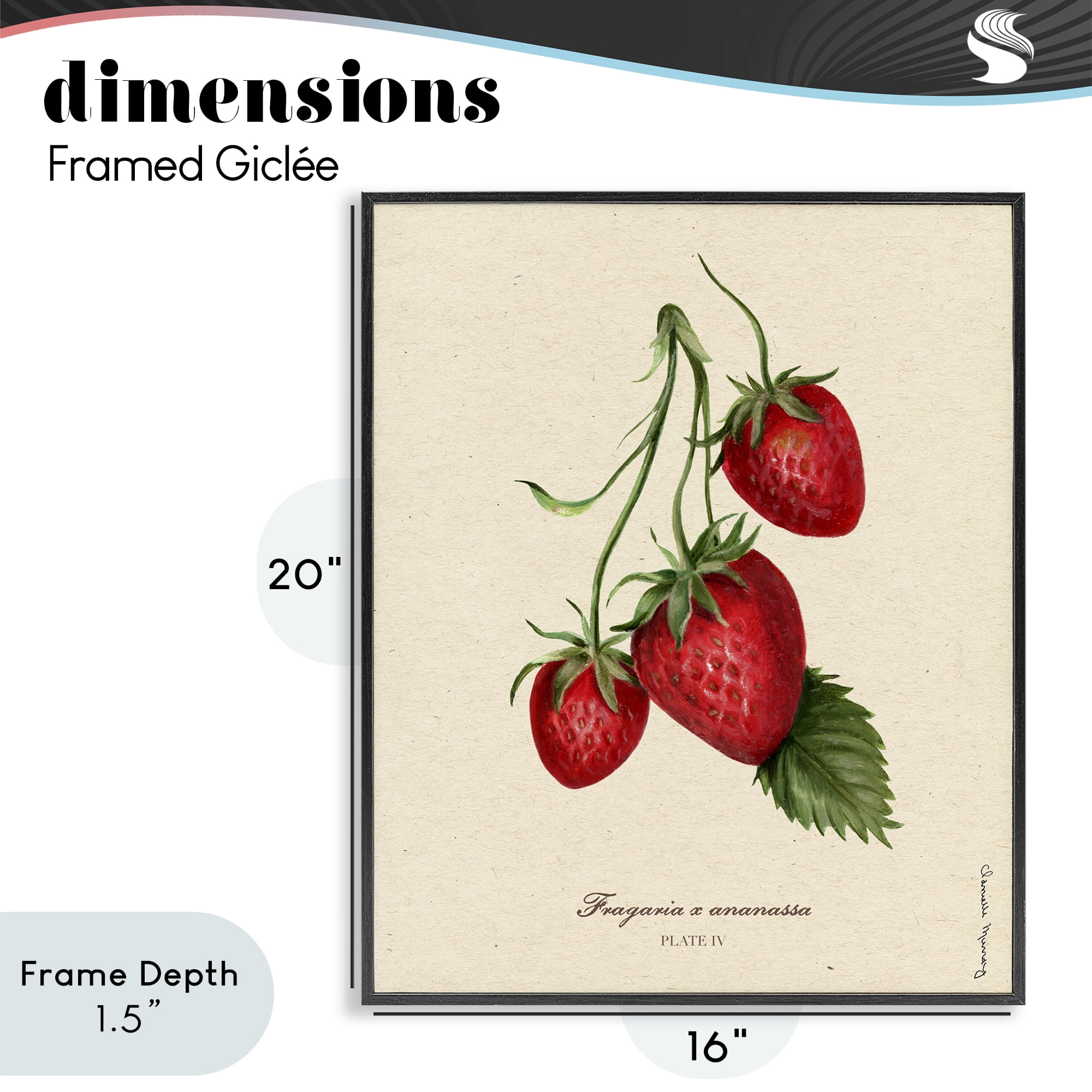Stupell Industries Strawberry Fruit Portrait Black Framed Giclee Art, design by Danielle Murray