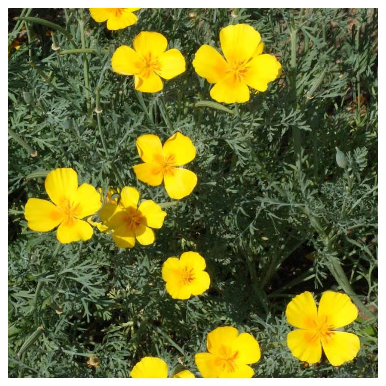 Everwilde Farms - 1 lb Golden West California Poppy Garden Flower Seeds - Gold Vault Bulk Seed Packet