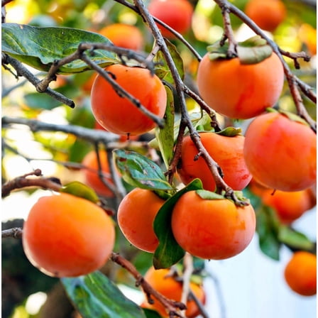 Set 2 American Persimmon Tree Seedling Bare Roots and No Leaves for Planting, 1 to 2 ft Tall, Perennial Sweet Persimmon Tree Live Plant, Dormant in Winter - No Ship PR, HI, AK