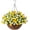 Yellow and White, variant on Artificial Hanging Flowers in Basket, Fake Silk Hanging Planter, Faux Colorful Daisy Vines Arrangement with Coconut Lining Baskets Outdoors Indoors Courtyard Spring Decor(Darkorchid)