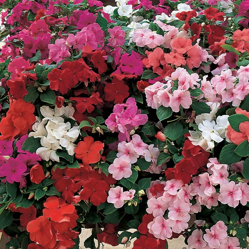 Impatiens Flower Garden Seeds F1 Accent Series Color Mix 500