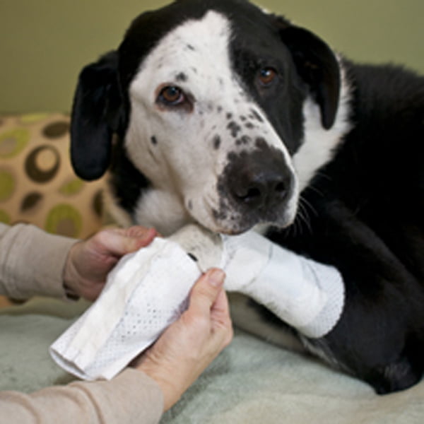 PawFlex Basic and Joint Dog Bandage 