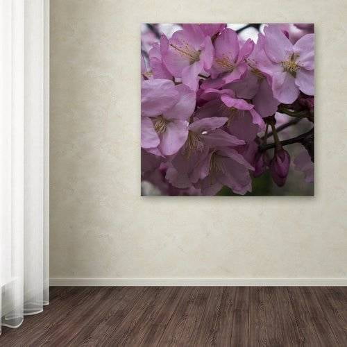 Trademark Fine Art "Cherry Blossom Cluster" Canvas Art by Kurt Shaffer