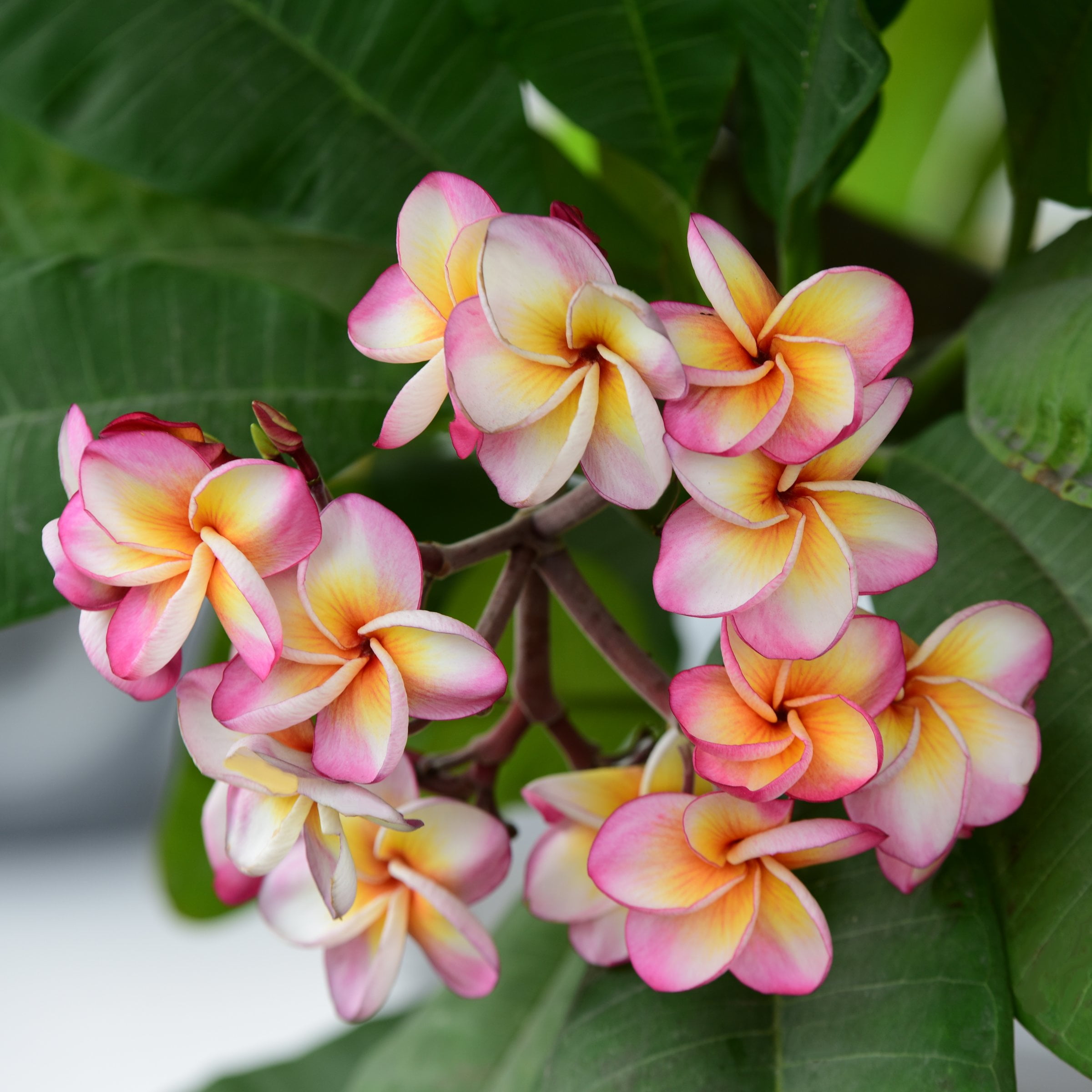 1 gal. Plumeria Mabela Plant with Multicolor Flowers