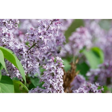 Persian Lilac Live Plant 12-18" in Height in a #3 Container