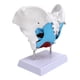 thumbnail image 1 of Modelo de pelvis femenina LHCER Modelo de músculo del piso pélvico, 1 of 1