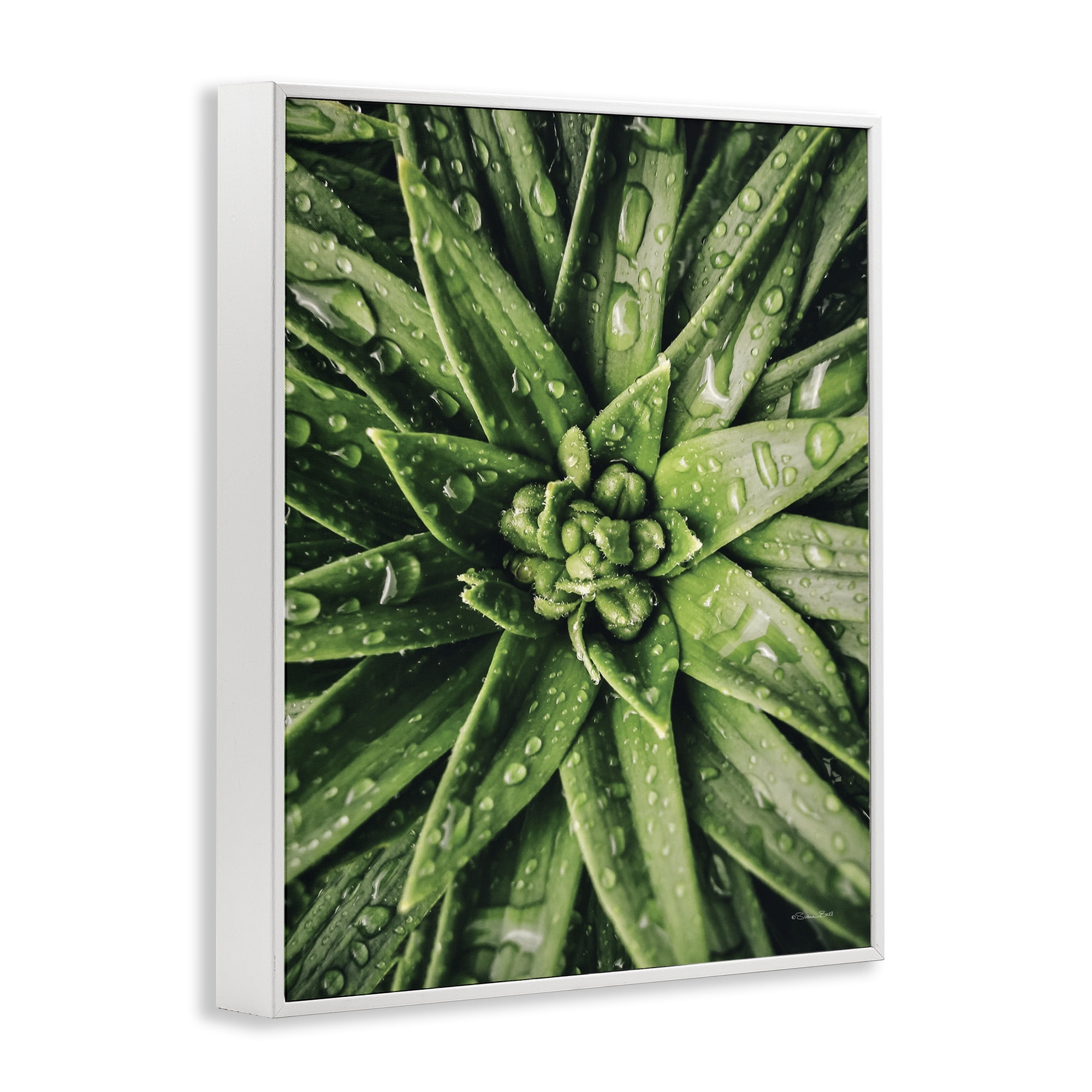 Stupell Industries Succulent in Rain Botanical & Floral Photography White Framed Art Print Wall Art, 24 x 30