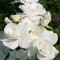 thumbnail image 4 of Heirloom Roses White Climbing Rose - Iceberg® Shrub Rose, Rose Plants For Planting Outdoors, 4 of 4