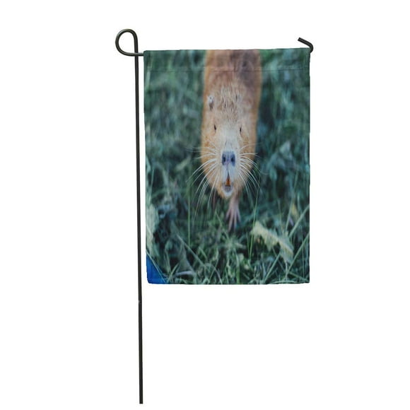 JSDART Brown Portrait of Charming Sniffing Nutria Sitting in The Grass Gray Garden Flag Decorative Flag House Banner 28x40 inch