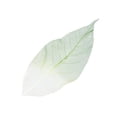 thumbnail image 3 of Tnarru 6x50Pcs Magnolia Naturel Feuille de Squelette Feuilles Scrapbook - Vert + Blanc, 3 of 8
