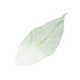 thumbnail image 3 of 50 Piezas de Hoja de de Magnolia Hojas de árbol de Caucho Natural Hojas das para Manualidades Tarjetas Libros de Recuerdos Adornos Hec Baoblaze Suministros para manualidades multiusos, 3 of 7