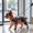 💖 Orange_Hot#57, variant on Waterproof Pet Raincoat EVA Lightweight Weather Protection Jacket for Dogs and Cats Outdoors