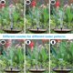 thumbnail image 4 of Bomba de Energía de Fuente Solar de 5W con 6 Boquillas para Baño de Pájaros, Estanque de Peces o Decoración de Jardín, 4 of 8