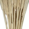 thumbnail image 5 of Vickerman Natural Botanicals 24" Babala Bleached. Includes 50 pieces per unit., 5 of 5