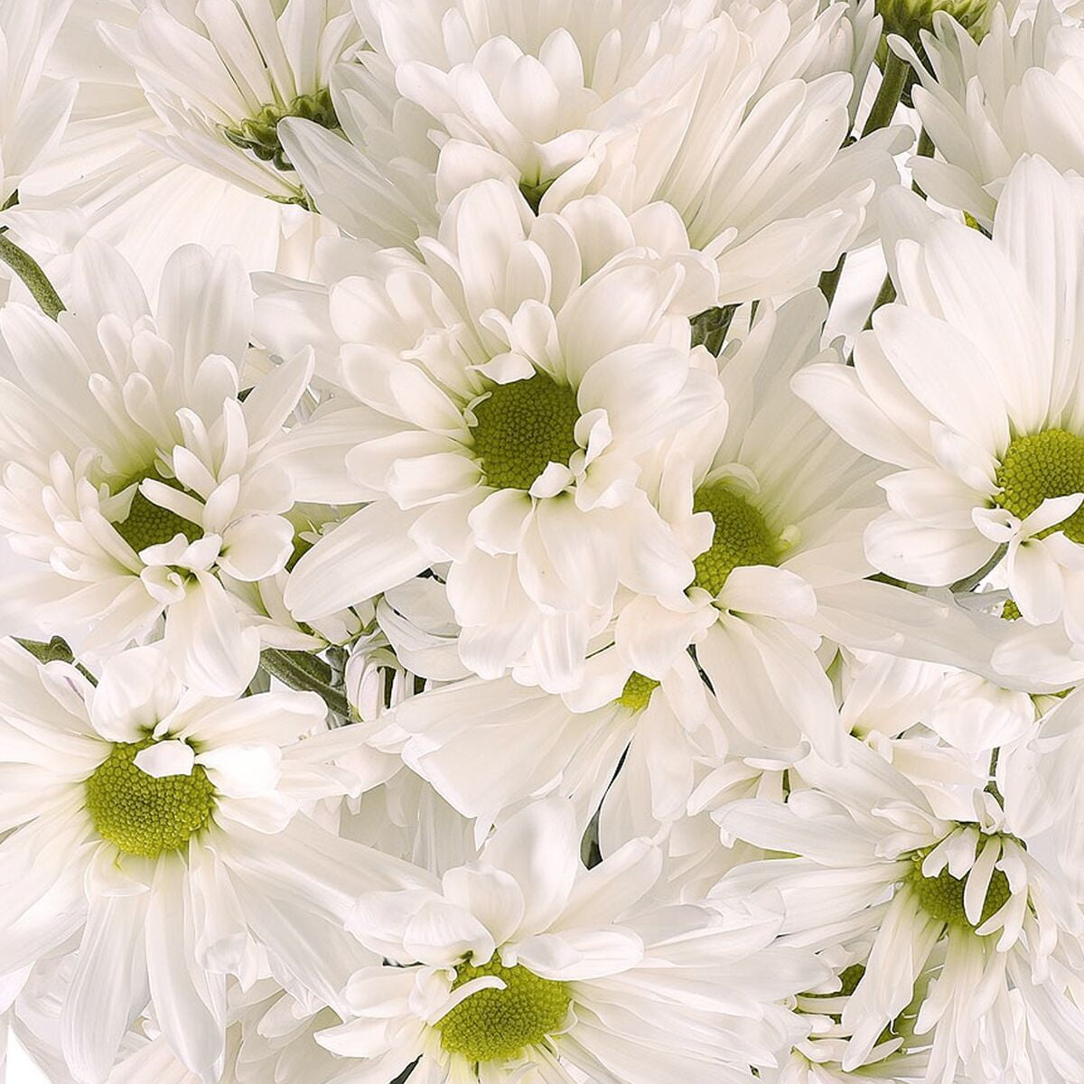 White Daisies Fresh Cut Flowers 60 Stems By Bloomingmore Walmart Com Walmart Com