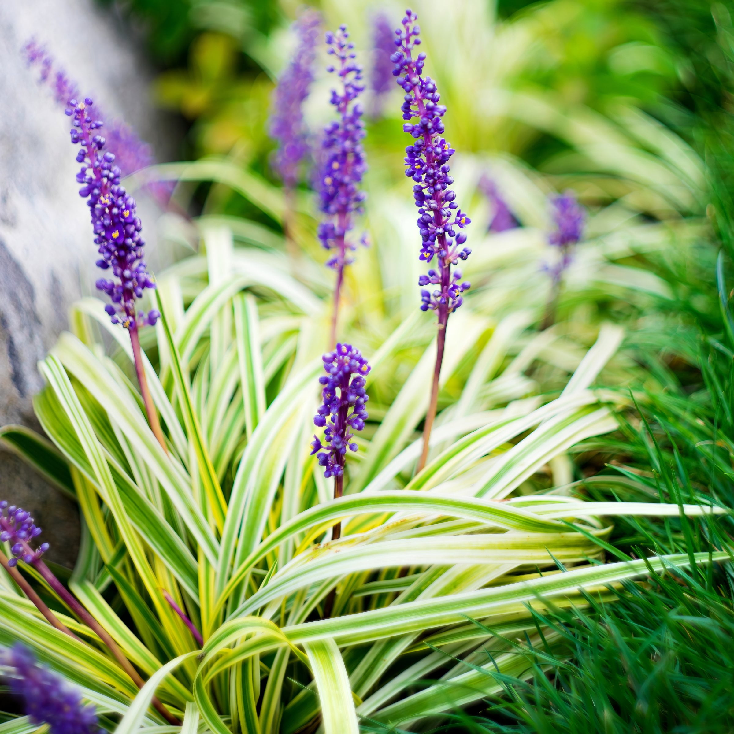 Live Grass 4" Variegated Liriope (6-Pack) with Full Sunlight