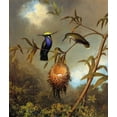 thumbnail image 2 of Heade, Martin Johnson 20x23 Black Ornate Wood Framed with Double Matting Museum Art Print Titled - Black Breasted Plovercrest, 2 of 4