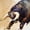 Raging Bull, variant on Elephant Stock Livestock Cows Splash Wall Art - Horizontal Canvas Wall Art - Living Room Wall Decor - Animal Canvas - Gray And Brown Decor - 12" x 8"