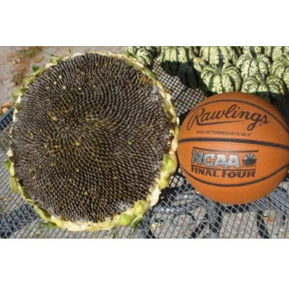 100 Organic Mongolian Giant Sunflower Seeds for Planting; Non-GMO PanAsiaHeirloom