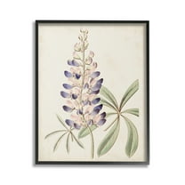 Stupell Industries Vintage Lupin Plant Botanical & Floral Painting Black Framed Art Print Wall Art, 24 x 30
