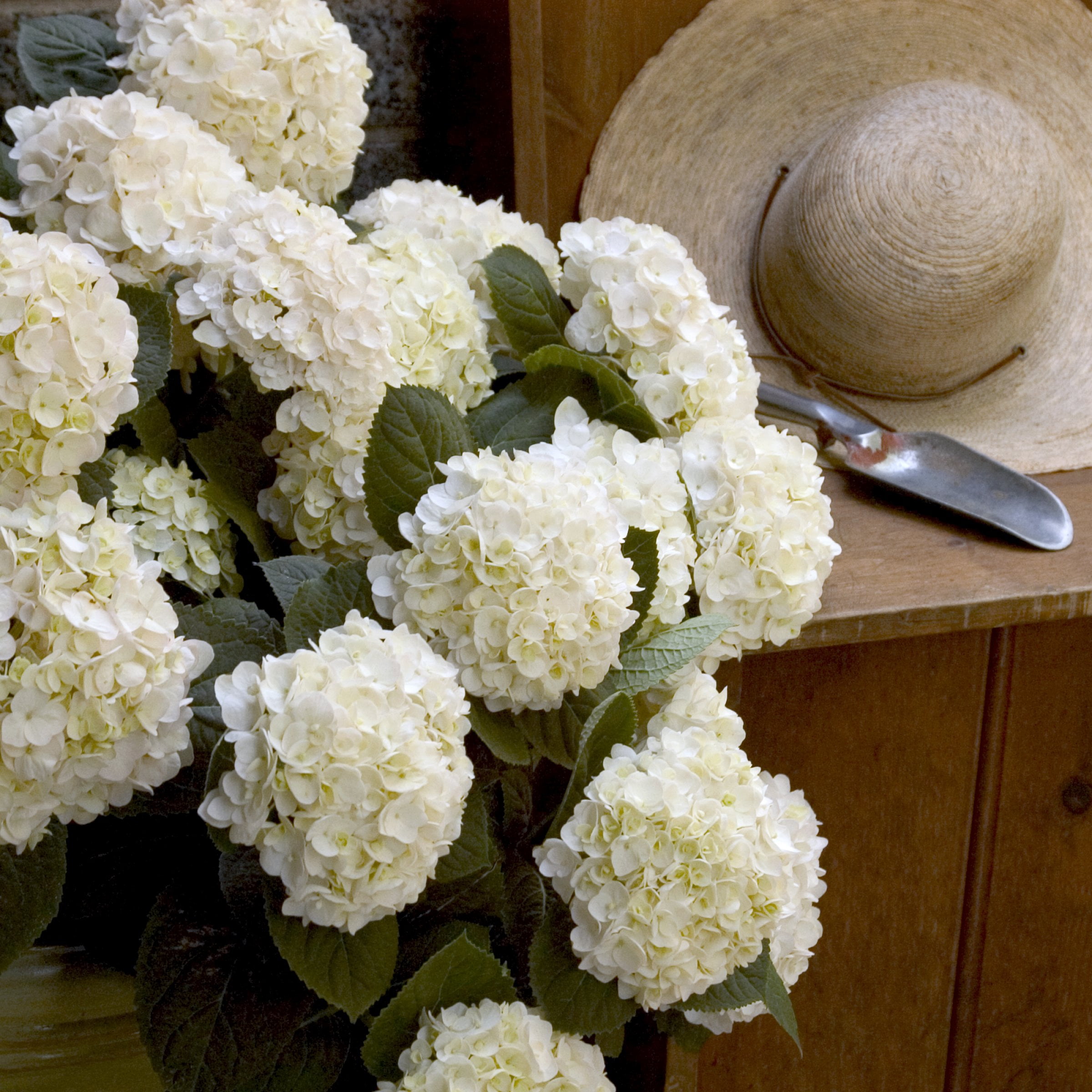 National Plant Network 1 gal. Hydrangea Endless Summer Blushing Bride