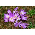 thumbnail image 4 of 10 *Seeds AUTUMN CROCUS Colchicum Autumnale Meadow Saffron Flower Seeds, 4 of 11