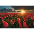 thumbnail image 3 of Podt, Martin 24x17 Black Modern Framed Museum Art Print Titled - Tulips at Sunset, 3 of 5