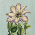 thumbnail image 2 of Purple Clematis Poster Print by Sarah E Chilton (24 x 24), 2 of 2
